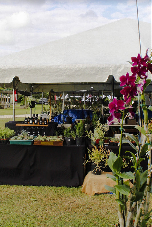 International Orchid Festival